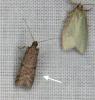 Ephestia sp.